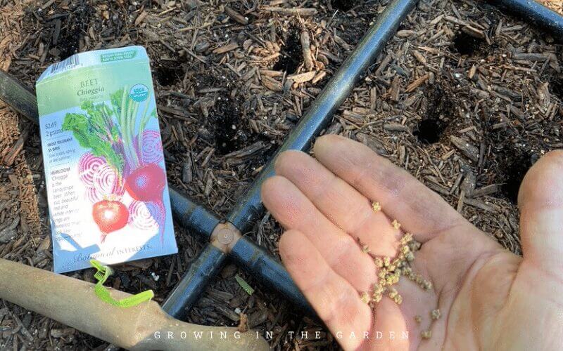 The last of the 5 tips for a successful square foot garden seems simple, but it is essential. When you follow correct square-foot gardening principles, you will harvest plants from squares and have open space that might go unnoticed in less organized gardens. An empty square is an invitation to plant!