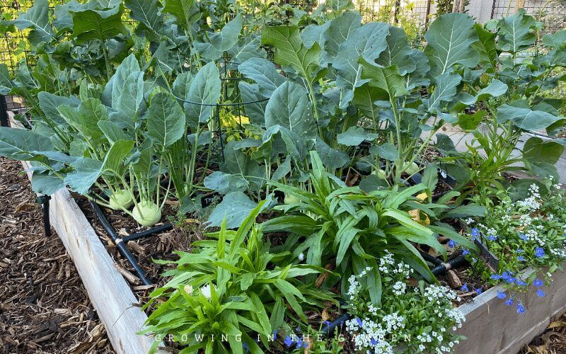 Here are a few important directions to follow to have a thriving Square Foot Garden: