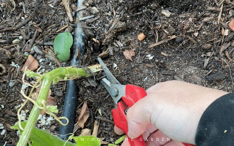Remove the spent plant by cutting it at the base of the plant. (The roots will add organic matter to the soil.) 