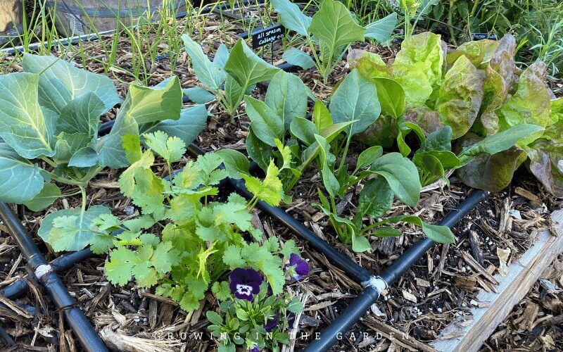 This 4'x 8' (1.2m x 2.4m) raised bed has three varieties of peppers, 4 different herbs, carrots, spinach, lettuce, cabbage, onions, flowers, and more.