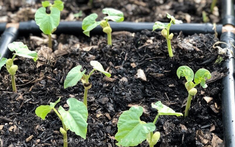 5 Successful Square Foot Gardening Principles