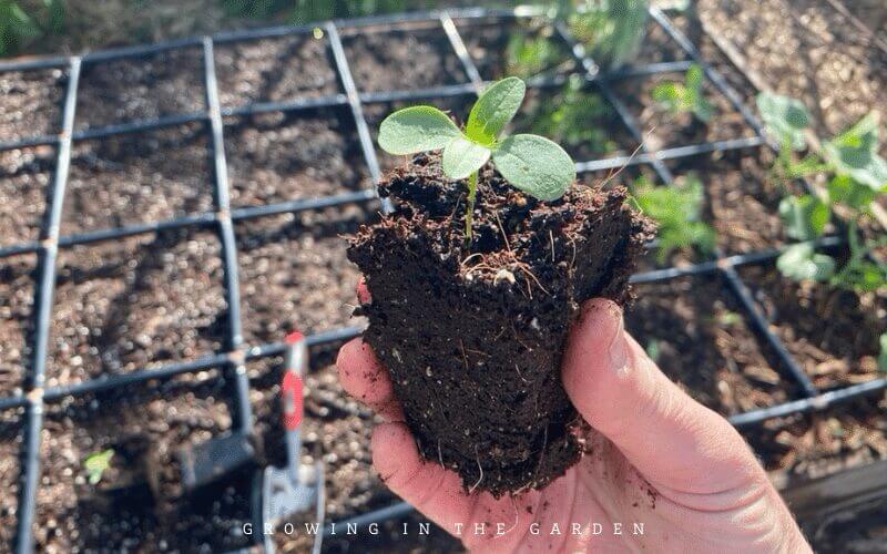 Plant seeds or transplants in the square!