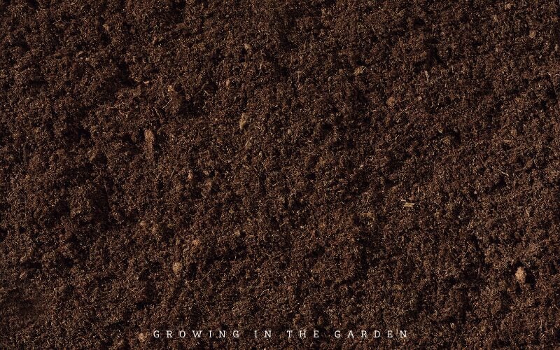 Add a layer of fresh compost to the top of your soil. 