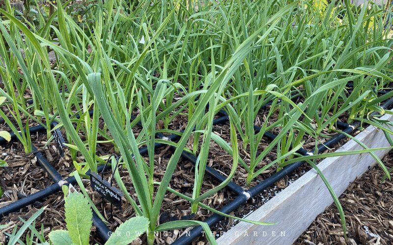 Planting the recommended amounts allows you to utilize all the space in the beds without overcrowding. This post shares the recommended plant spacing for square foot gardens. 