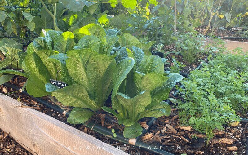 5 Successful Square Foot Gardening Principles