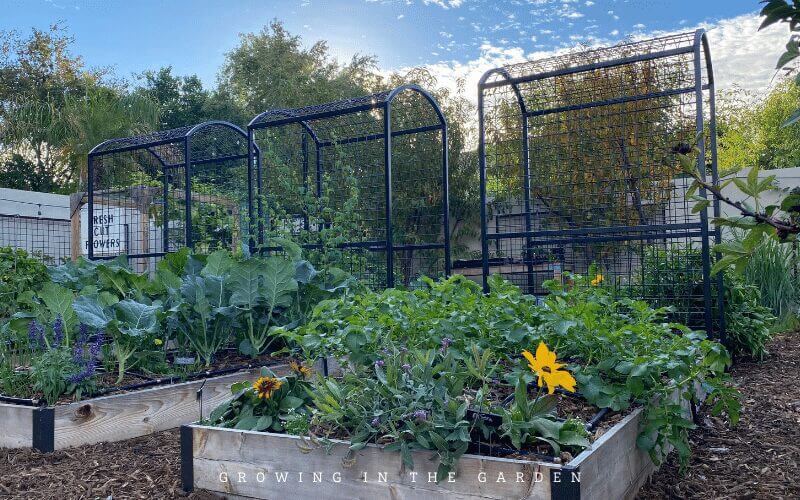 5 Successful Square Foot Gardening Principles