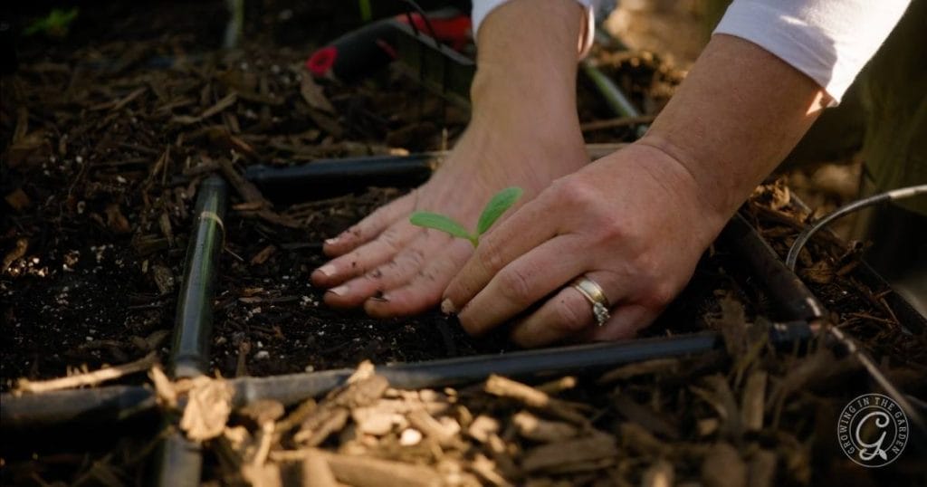 Succession Planting in the Low Desert