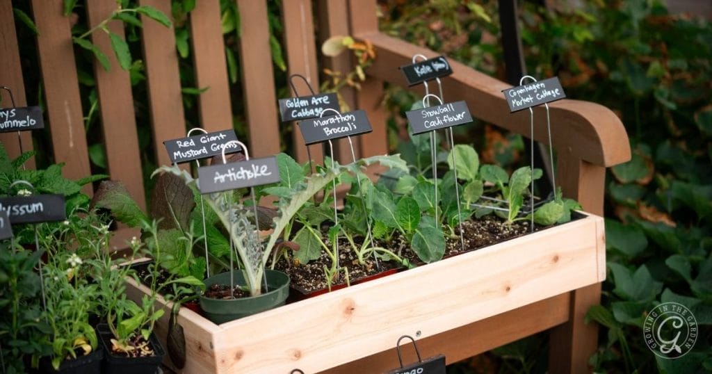 Succession Planting in the Low Desert