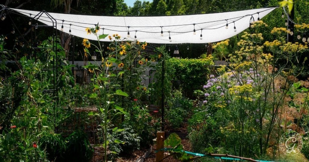 Summer Gardening in Arizona
