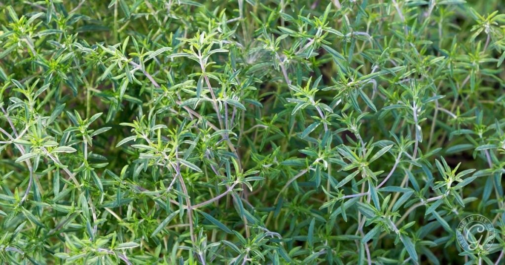 A dense cluster of green, slender leaves and thin stems belonging to a savory herb plant, growing closely together in an outdoor garden setting.