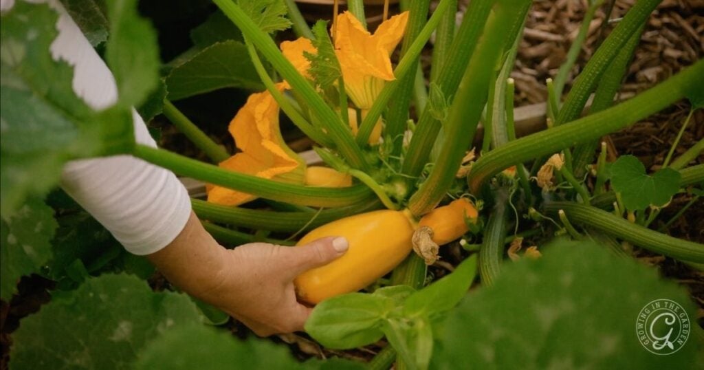 Person harvesting a yellow zucchini from a garden plant with large leaves and yellow flowers.