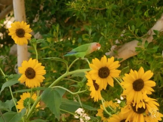 Sundancer Sunflower featured image