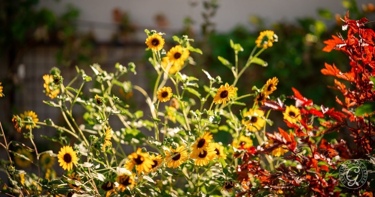 Yellow wildflowers and red-leaved plants, known as flowers that love hot summers, grow in a sunlit garden with a blurred fence and greenery in the background.