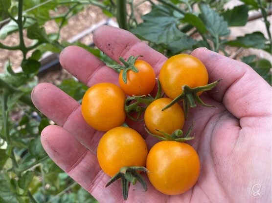 Sungold Tomato featured image