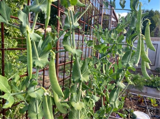 Super Sugar Snap Peas featured image