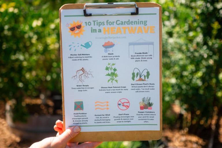 Gardening in Extreme Heat: What to Do During a Heatwave featured image