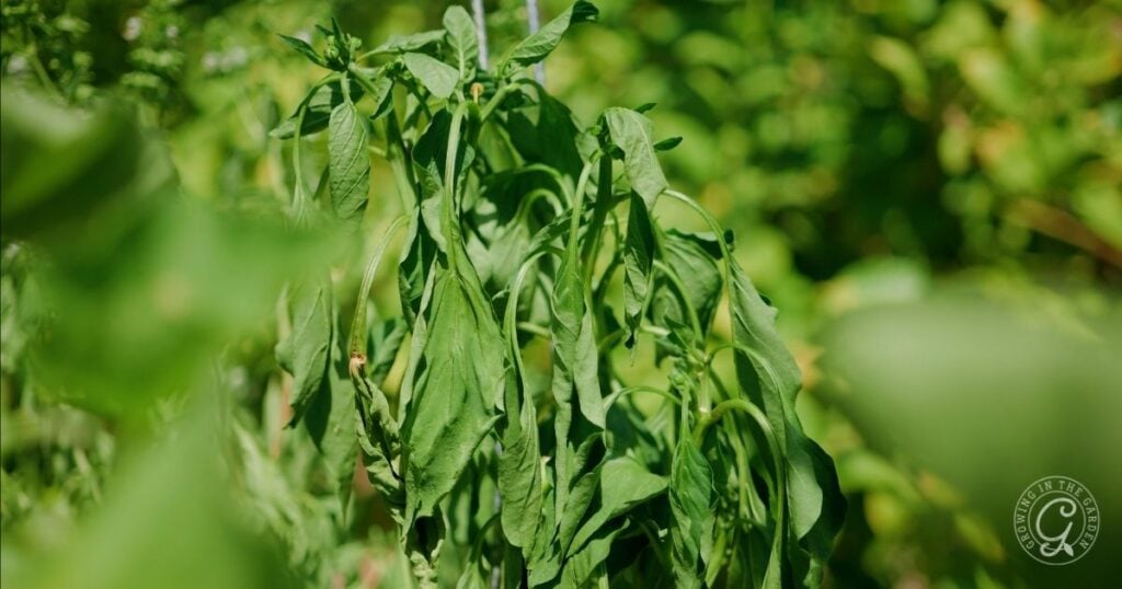 Close-up of wilted green leaves on a plant, a common sight when gardening during a heatwave, with blurred greenery in the background.