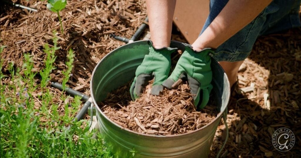Person wearing green gloves putting mulch into a metal bucket in a garden, preparing for high heat gardening.