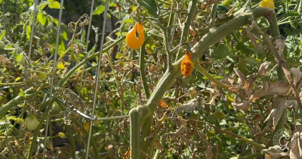 Yellow tomatoes growing on a tangled, sunlit vine with some dried leaves and stems in the background—a vivid glimpse of high heat gardening.