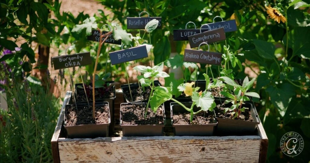 Seedlings in small pots labeled with plant names, set on a wooden box in a garden setting—perfect for high heat gardening and keeping your plants organized during a heatwave.