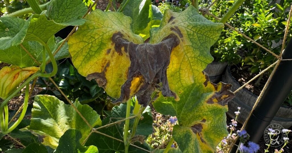 A large green leaf with yellowing edges and a dark, wilted center shows signs of disease common in high heat gardening.