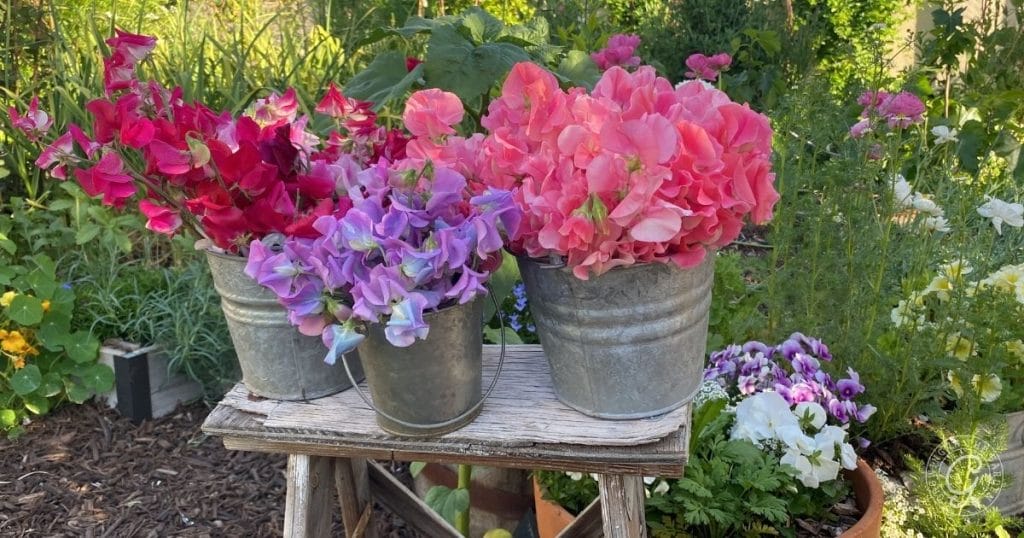 Sweet pea blooms