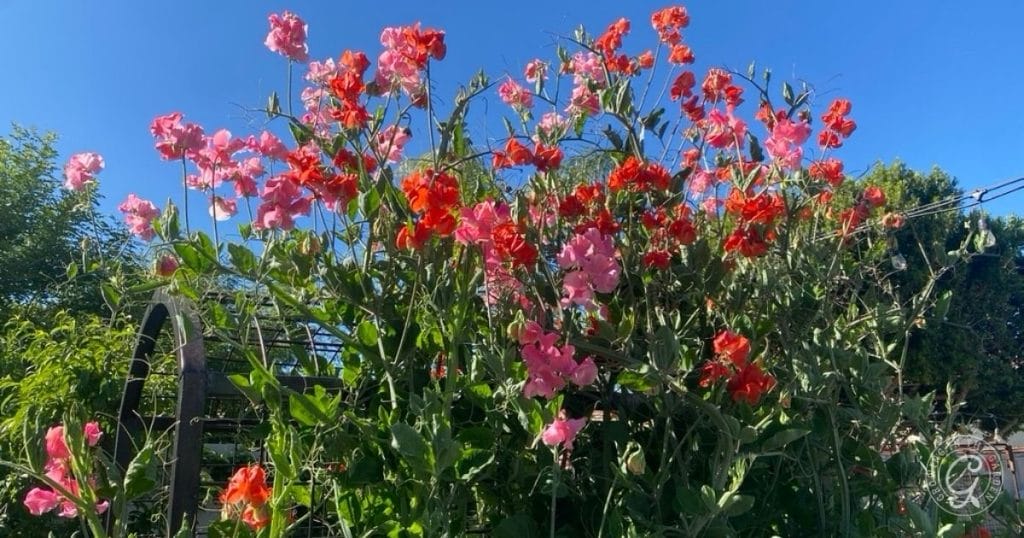 Sweet Pea Blooms (2)
