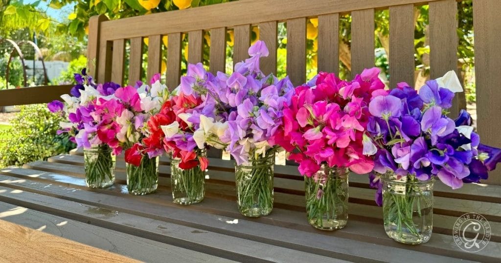 Sweet Pea Varieties_ Best Ones to Grow