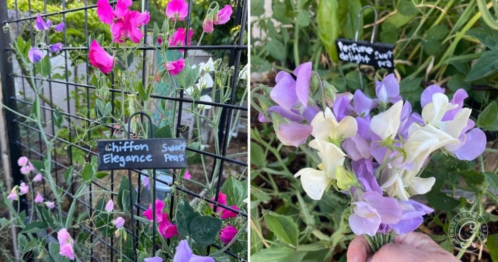Sweet peas that grow well in hot climates