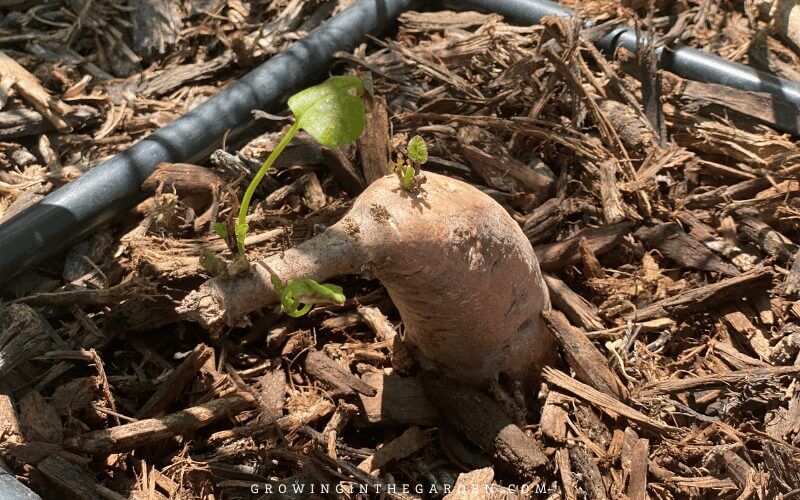 Bury the sweet potato halfway in warm soil.