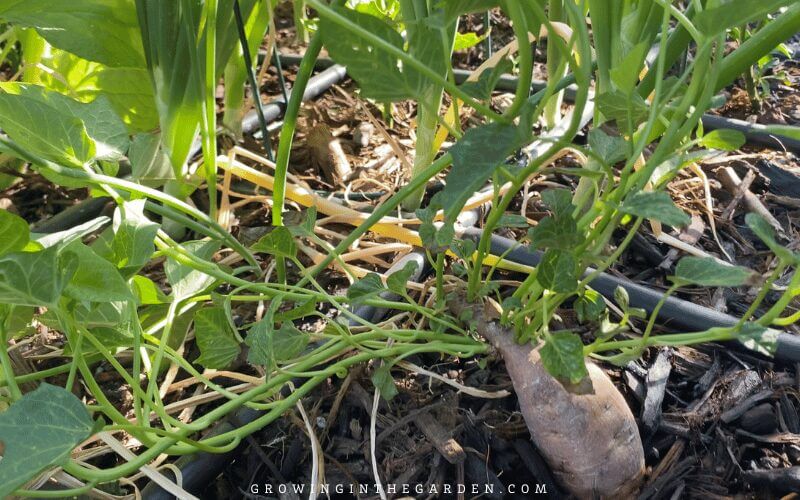 Sprouts forming using the outdoor soil method of starting sweet potato slips