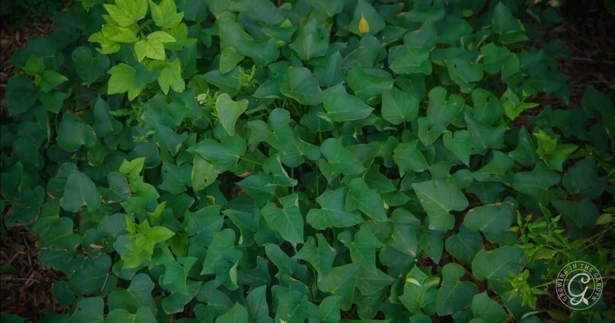 Green sweet potato vines with heart-shaped leaves cover the ground, with a few lighter green leaves visible—perfect examples of vegetables that love hot summers.