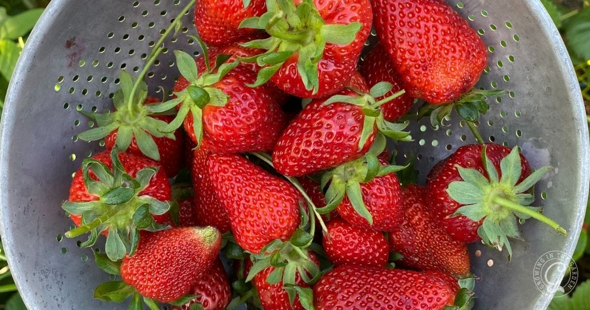 sweet strawberries