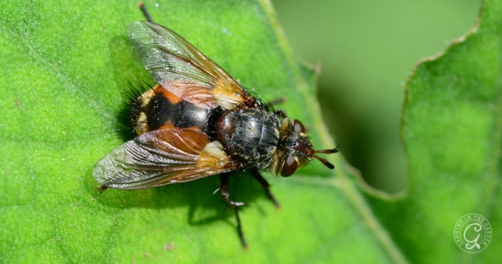 Tachinid Fly