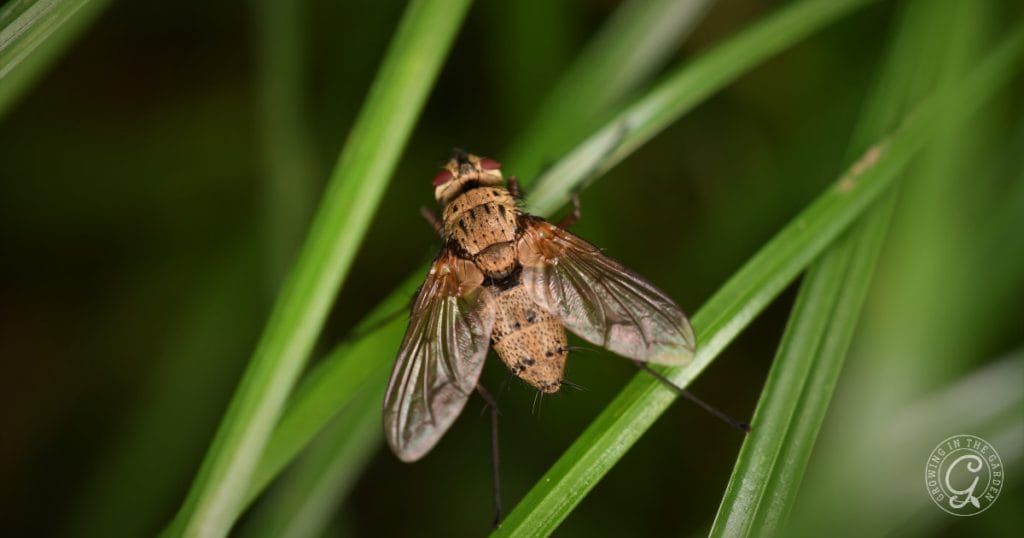 Tachinid Fly