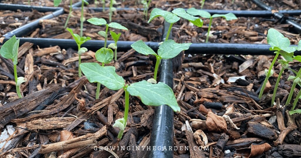 Cowpeas are often grown as a cover crop in hot climates