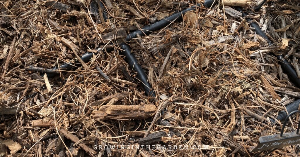 Buckwheat as a heat-tolerant cover crop - Buckwheat 2 weeks after cutting back 