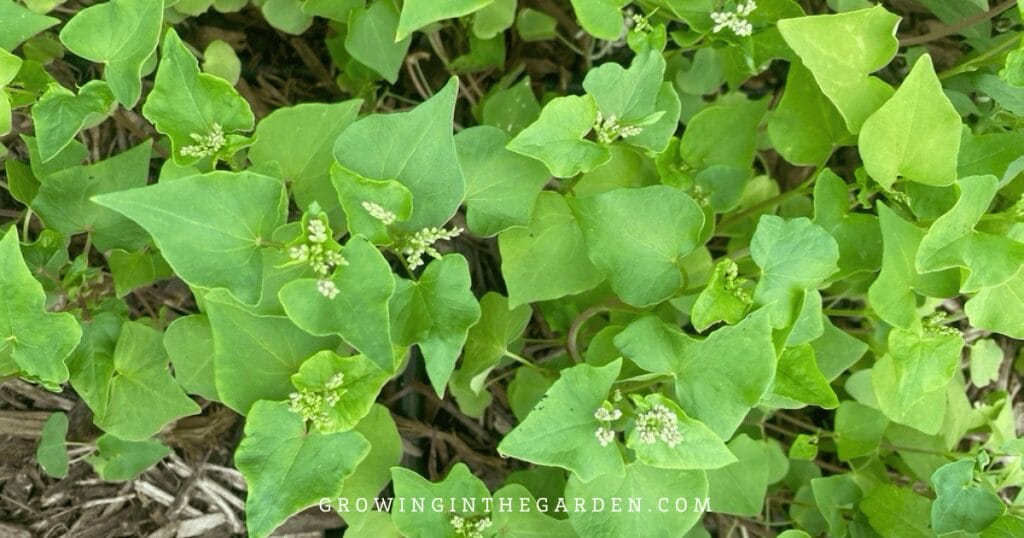Buckwheat as a heat-tolerant cover crop