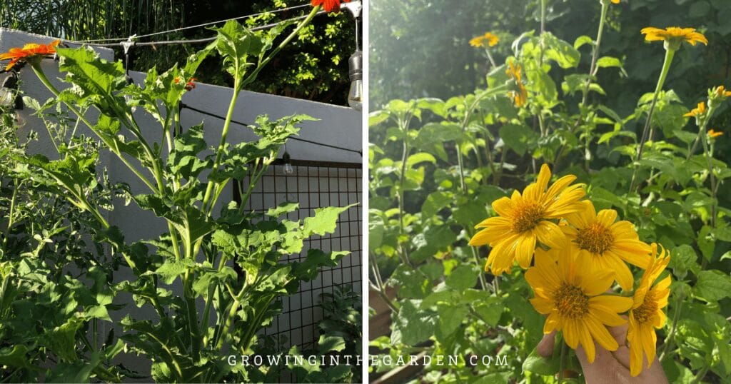 Tithonia plants as a heat-tolerant cover crop