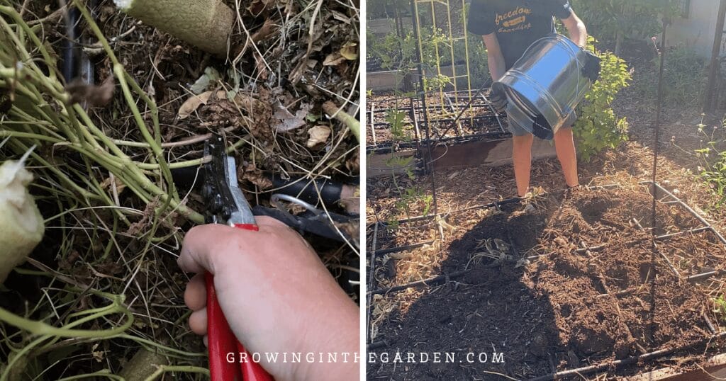 Cut off at soil level and top with compost if desired