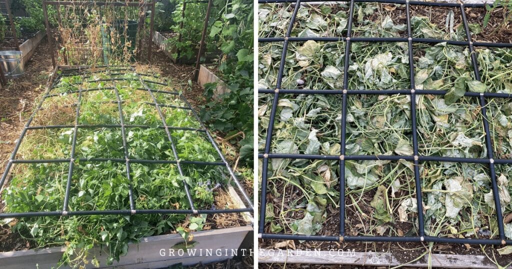 Tepary beans and cow peas as cover crops after cutting back