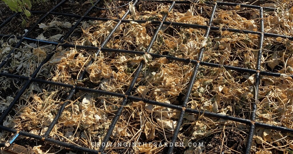 Cowpeas as a cover crop about two weeks after cutting back