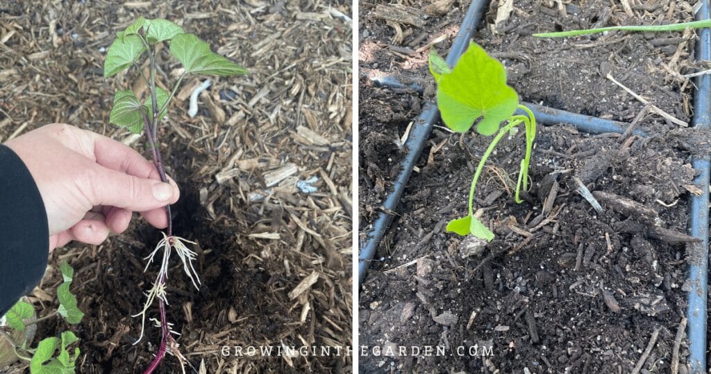 Sweet potatoes as a cover crop for hot climates 