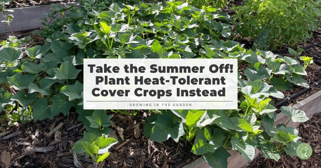 Plant Heat-Tolerant Cover Crops Instead Take the summer off!