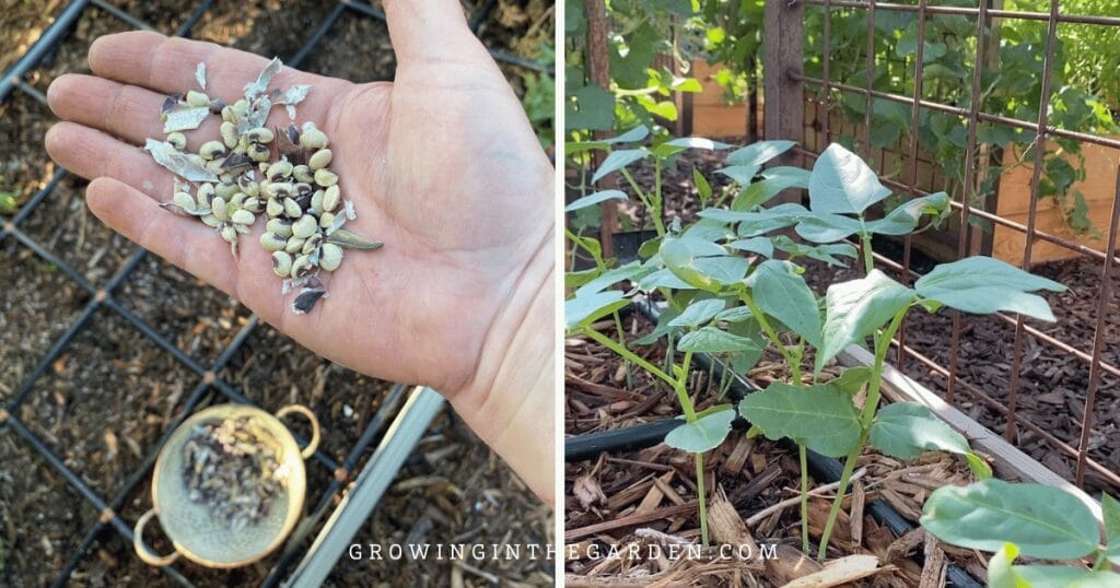 Cowpeas are often grown as a cover crop in hot climates