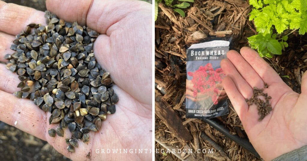 Buckwheat as a heat-tolerant cover crop