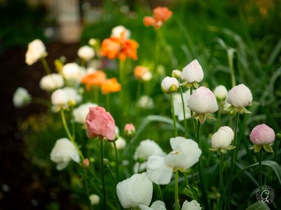 Tecolote Ranunculus featured image