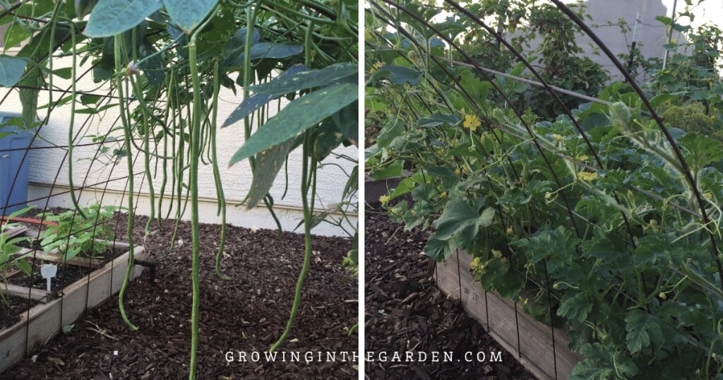 Beans and melons on a cattle panel trellis