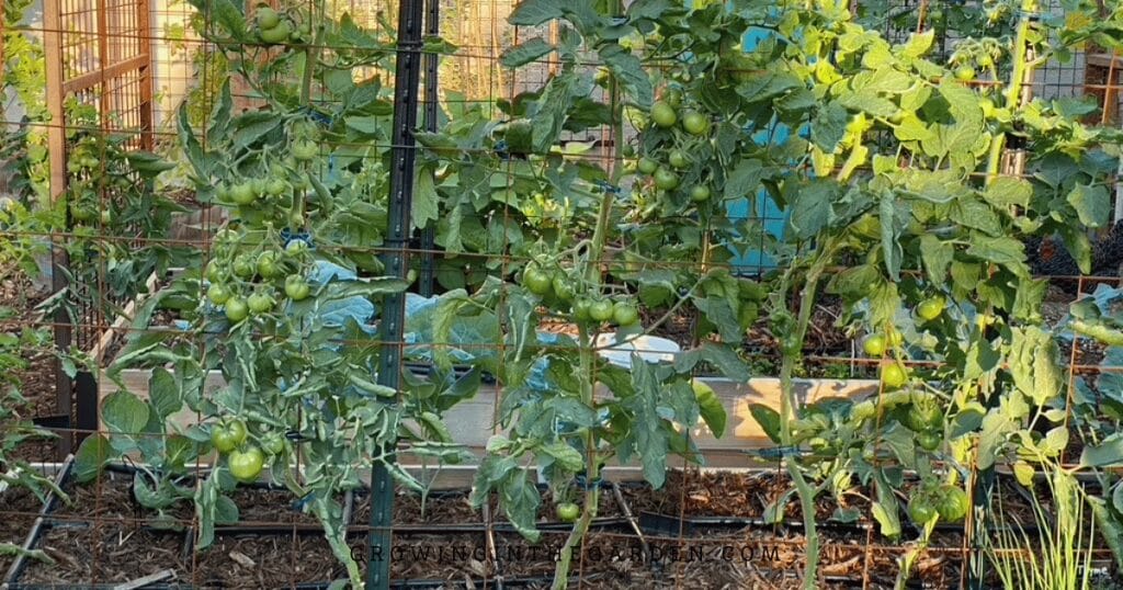Indeterminate tomatoes on a cattle panel trellis