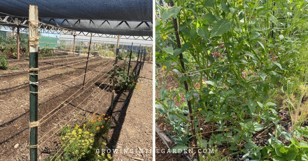 Jute strung between two rebar poles with tomatillo plants growing up